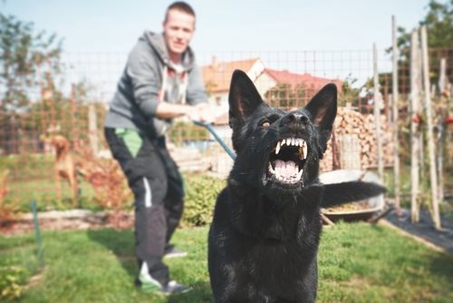 Man holding back aggressive barking dog