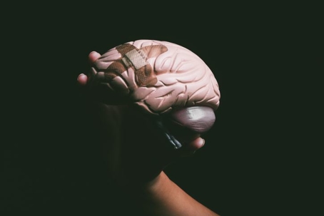 Brain model with a bandage